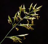 Festuca rubra. Верхушка растения с соцветиями. Московская обл., Раменский р-н, окр. ж.-д. платформы Хрипань, просека под ЛЭП. 22.06.2015.