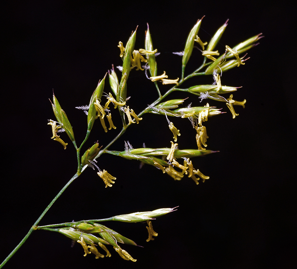 Image of Festuca rubra specimen.