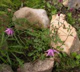 Aquilegia ecalcarata