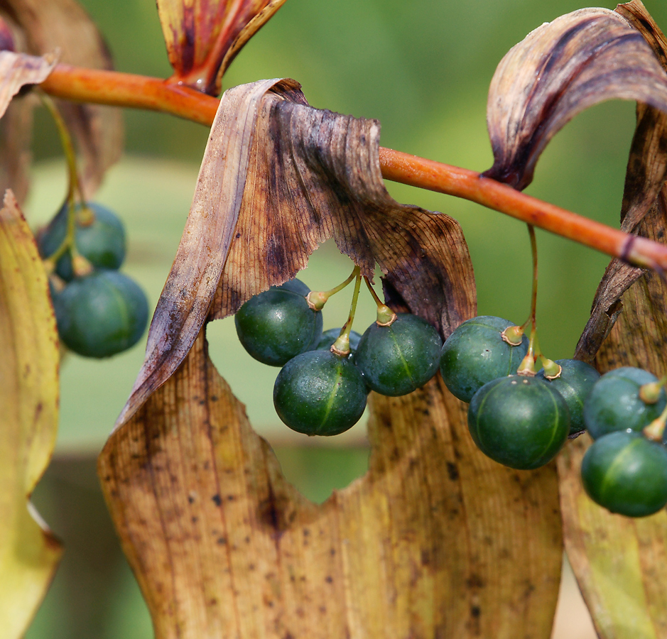 Image of Polygonatum multiflorum specimen.