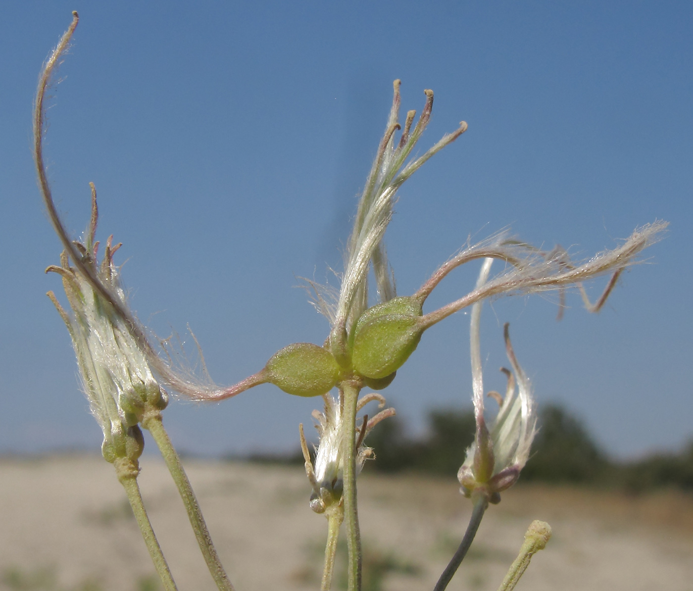 Изображение особи Clematis lathyrifolia.