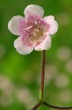 Linnaea borealis