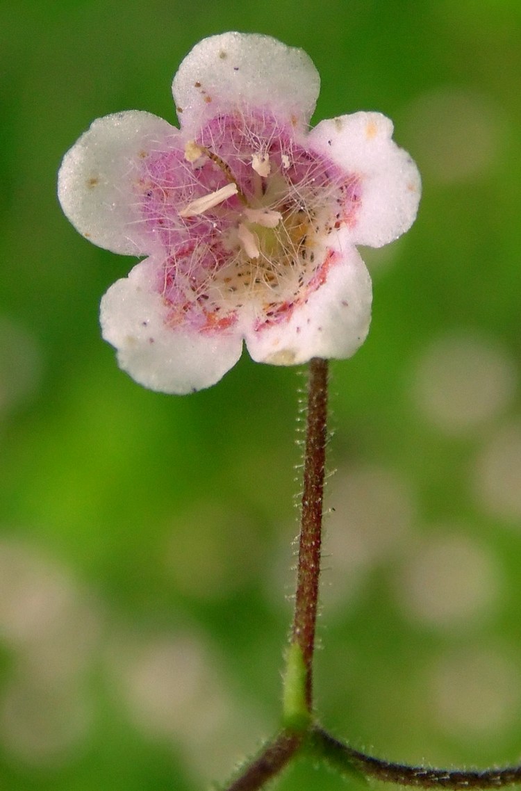 Image of Linnaea borealis specimen.