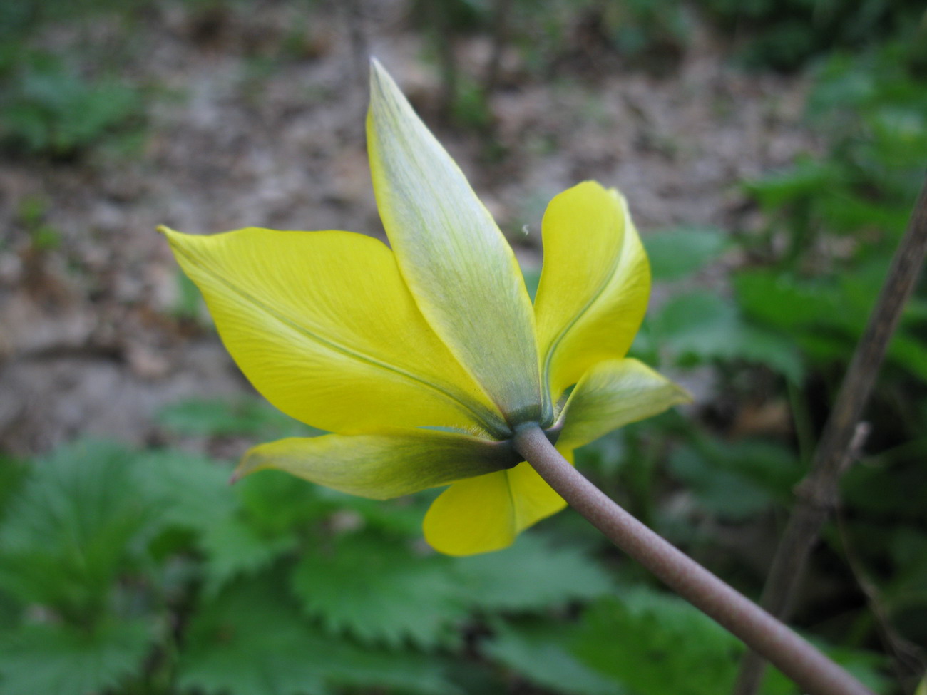 Изображение особи Tulipa biebersteiniana.