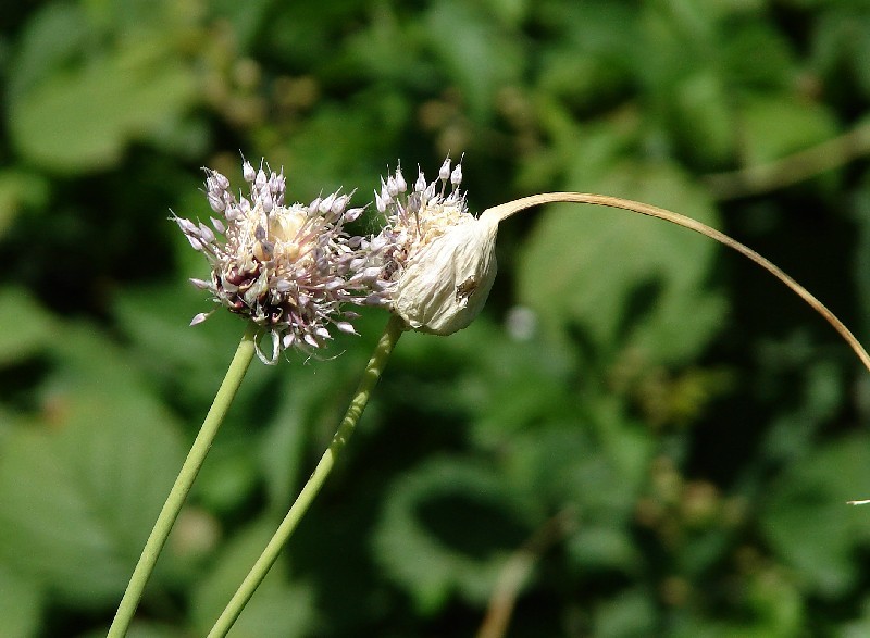 Image of Allium longicuspis specimen.