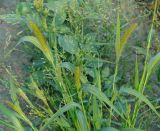 Setaria viridis