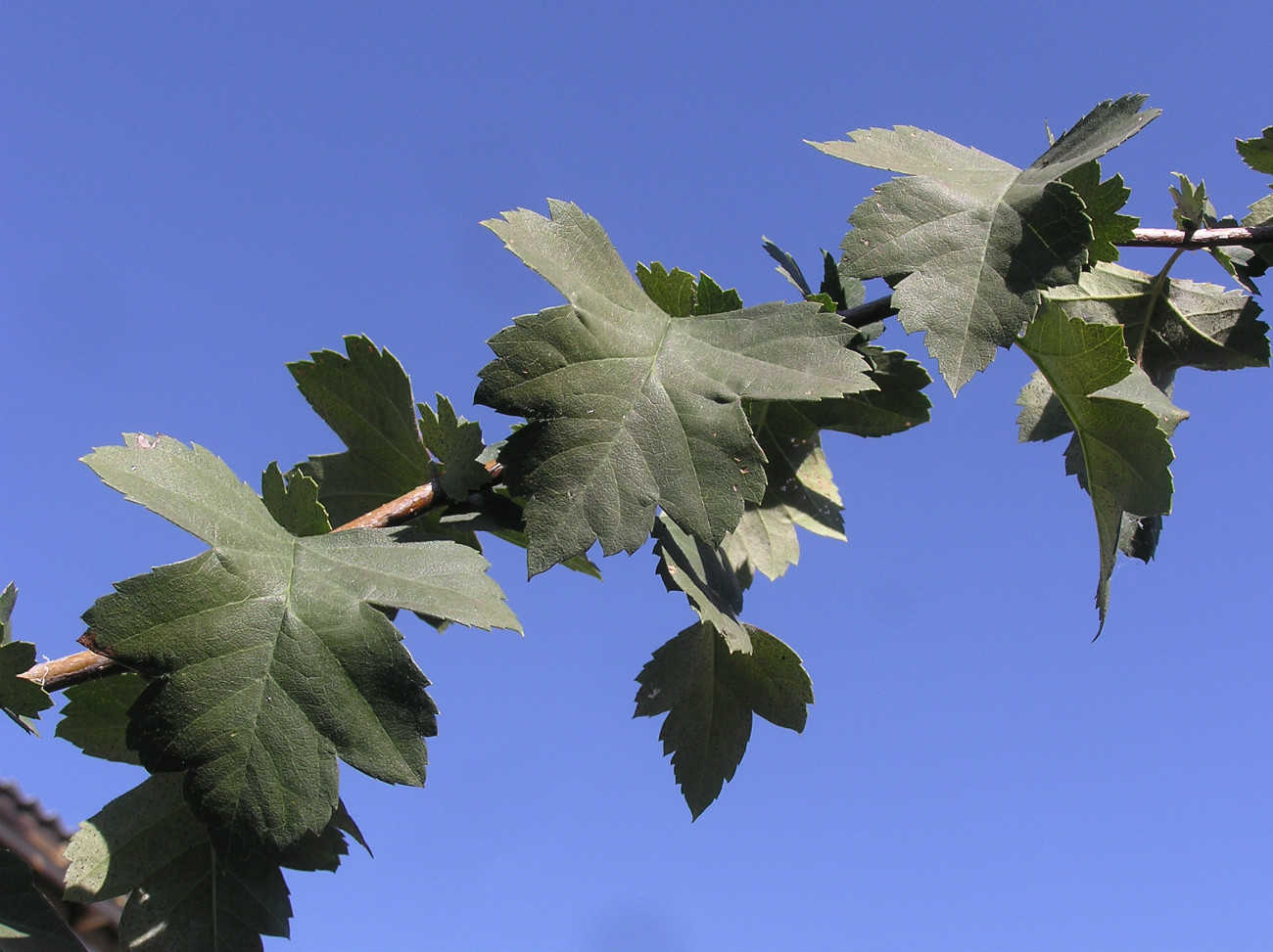 Image of Crataegus volgensis specimen.