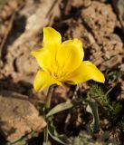 Tulipa tetraphylla. Цветок. Кыргызстан, Нарынская обл., правый берег долины р. Нарын, ~ 2300м н. у. м., р-н слияния Нарына и М. Нарына. 25.04.2015.