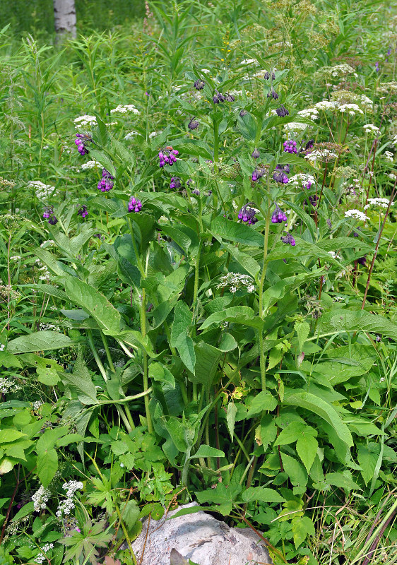 Image of Symphytum officinale specimen.