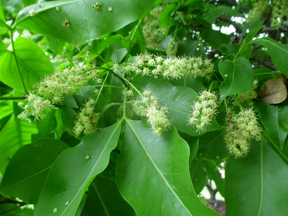 Изображение особи Melicoccus bijugatus.