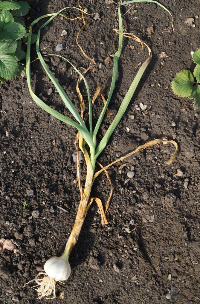 Image of Allium sativum specimen.