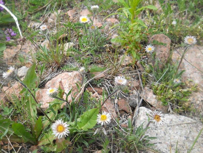 Изображение особи Erigeron lachnocephalus.