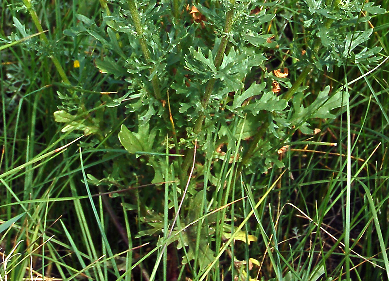 Изображение особи Senecio jacobaea.