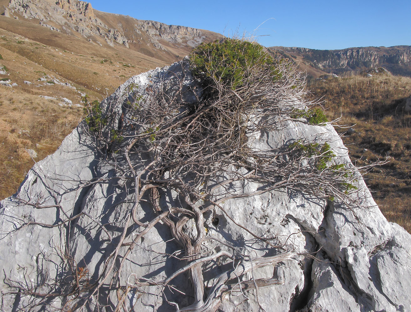 Image of Juniperus hemisphaerica specimen.