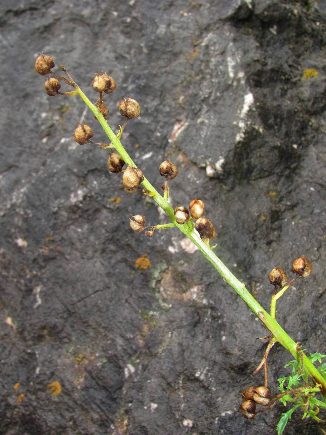 Image of Scrophularia multicaulis specimen.