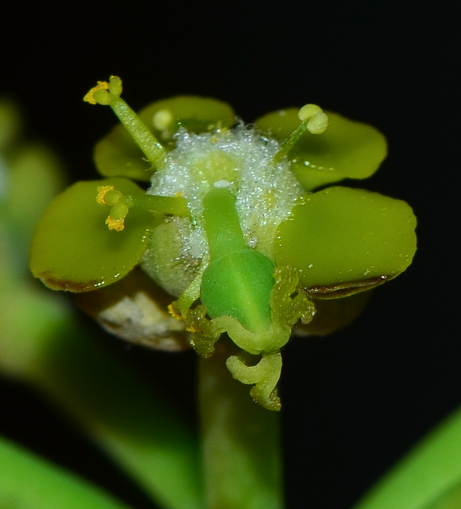 Изображение особи Euphorbia schimperi.