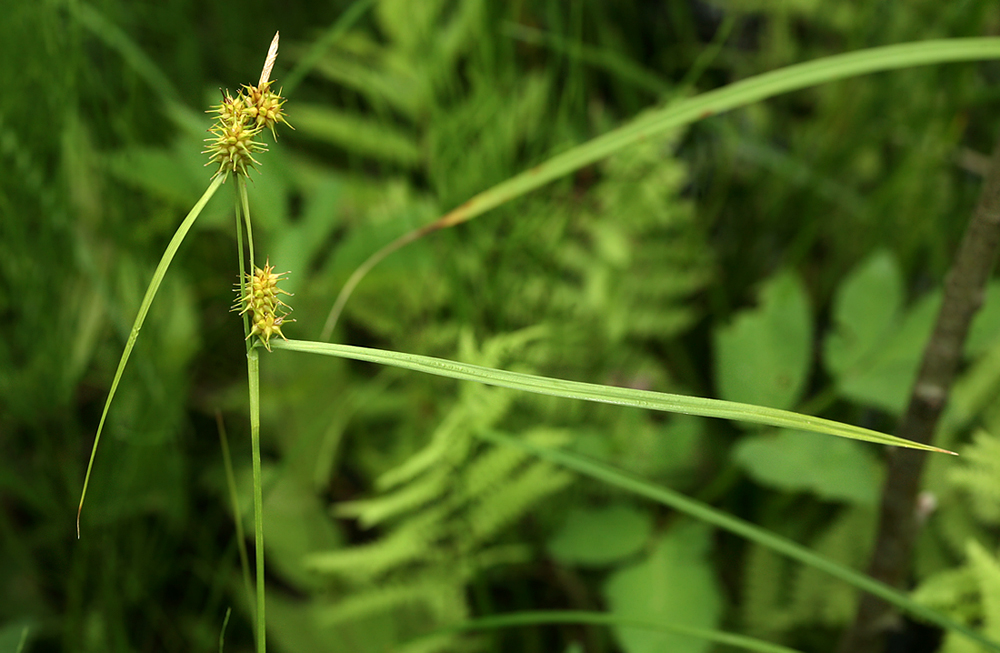 Image of Carex flava specimen.