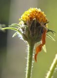 Helianthus tuberosus. Соцветие-корзинка после опадения язычковых цветков. Санкт-Петербург. 12 сентября 2009 г.