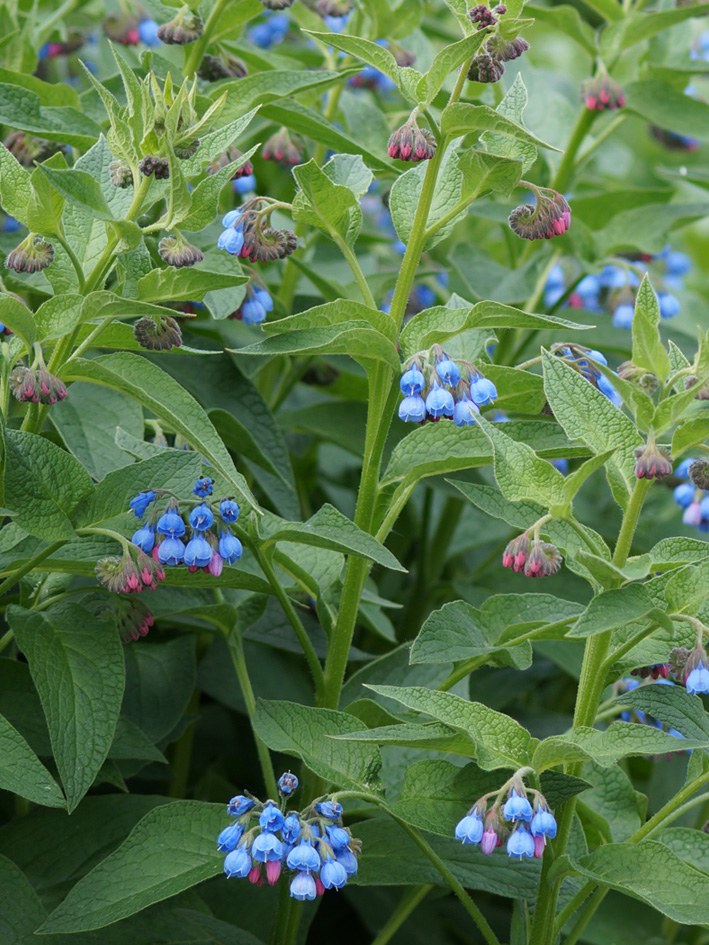 Изображение особи Symphytum caucasicum.