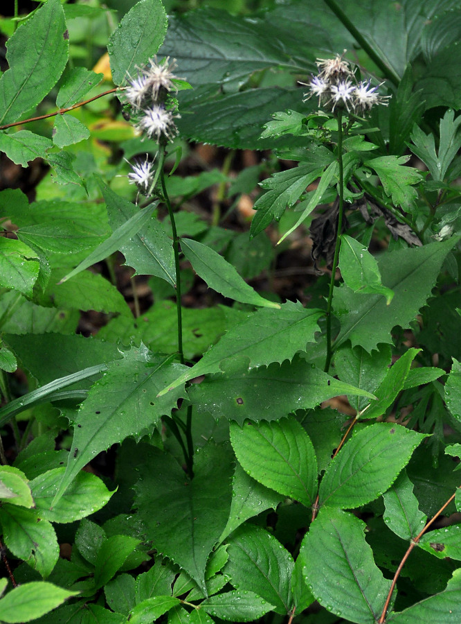 Изображение особи Saussurea subtriangulata.