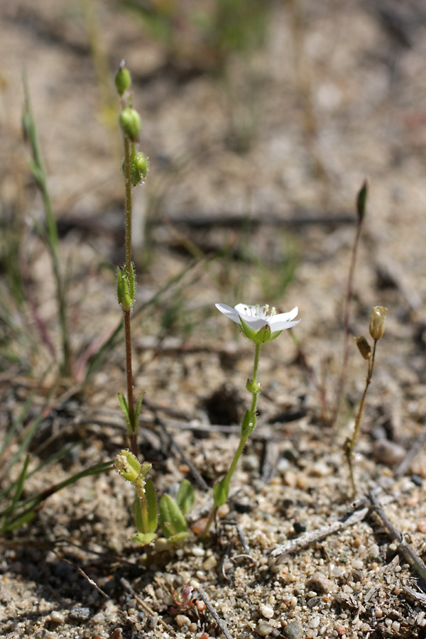 Image of Holosteum glutinosum specimen.