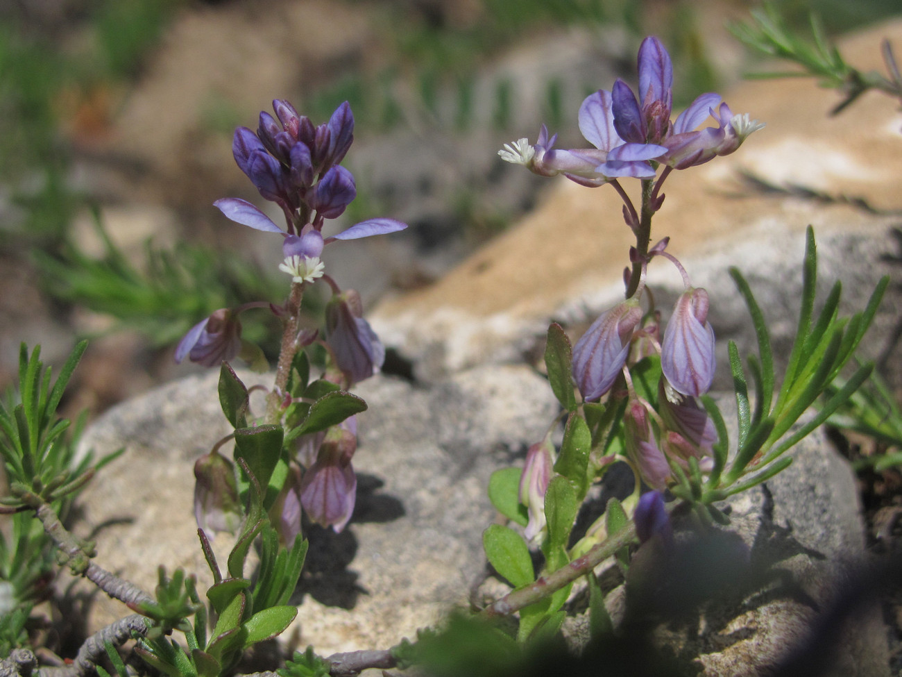 Image of Polygala supina specimen.