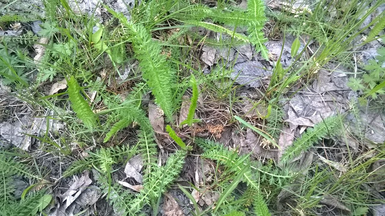 Изображение особи род Achillea.