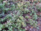 Vaccinium myrtillus. Заиндевевшие на морозе листья. Кольский п-ов, берег губы Грязная Кольского залива. 03.10.2009.