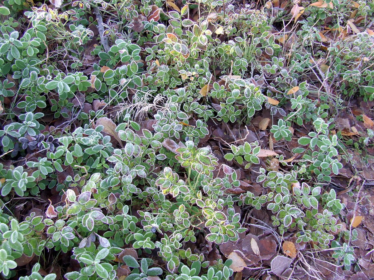 Image of Vaccinium myrtillus specimen.