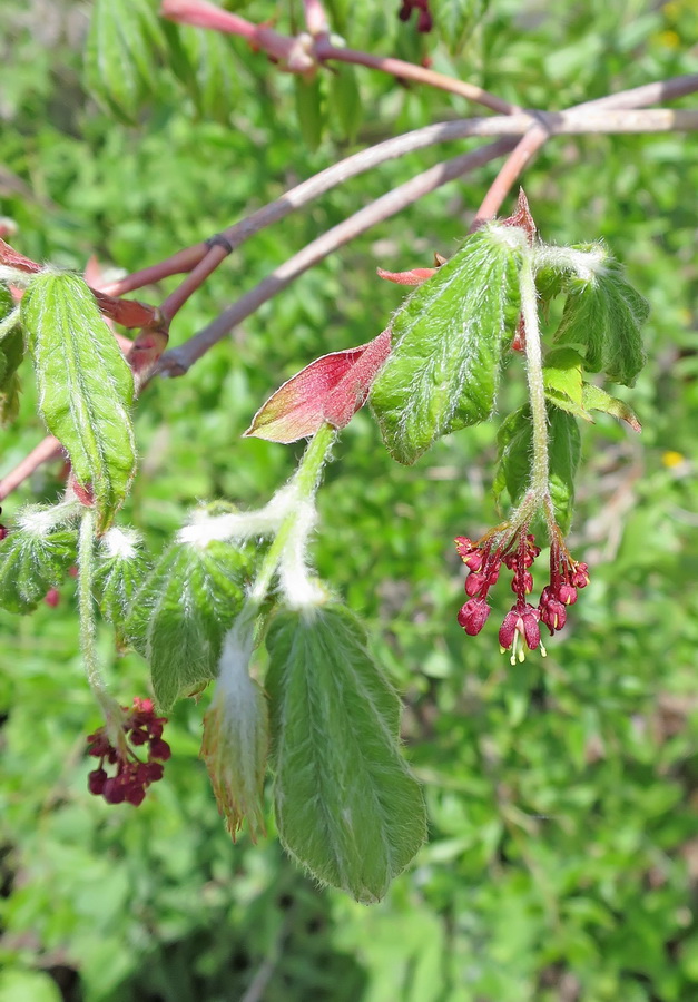 Изображение особи Acer japonicum.