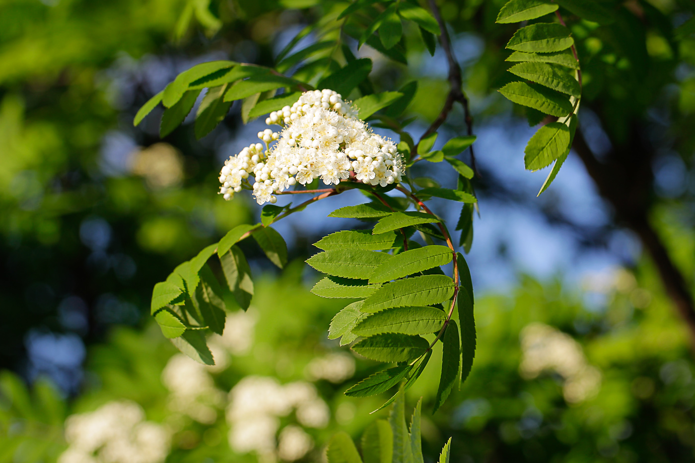 Изображение особи Sorbus aucuparia.