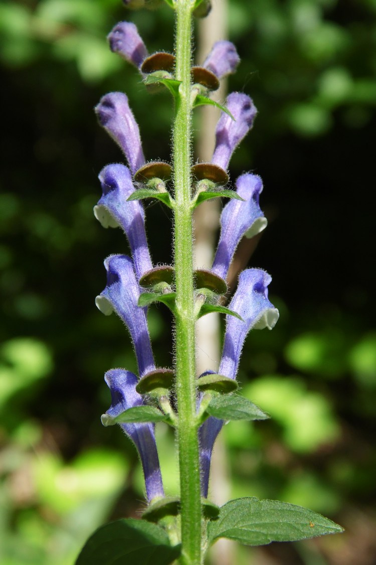 Image of Scutellaria altissima specimen.