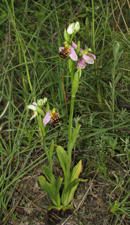 Image of Ophrys apifera specimen.