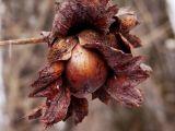 Corylus heterophylla