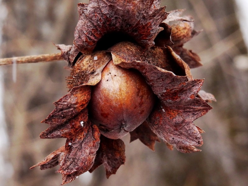 Изображение особи Corylus heterophylla.