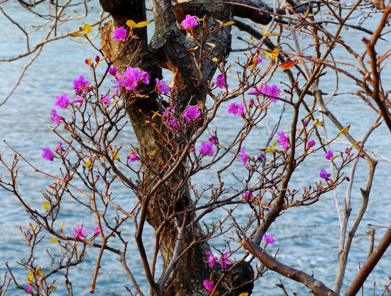 Изображение особи Rhododendron mucronulatum.