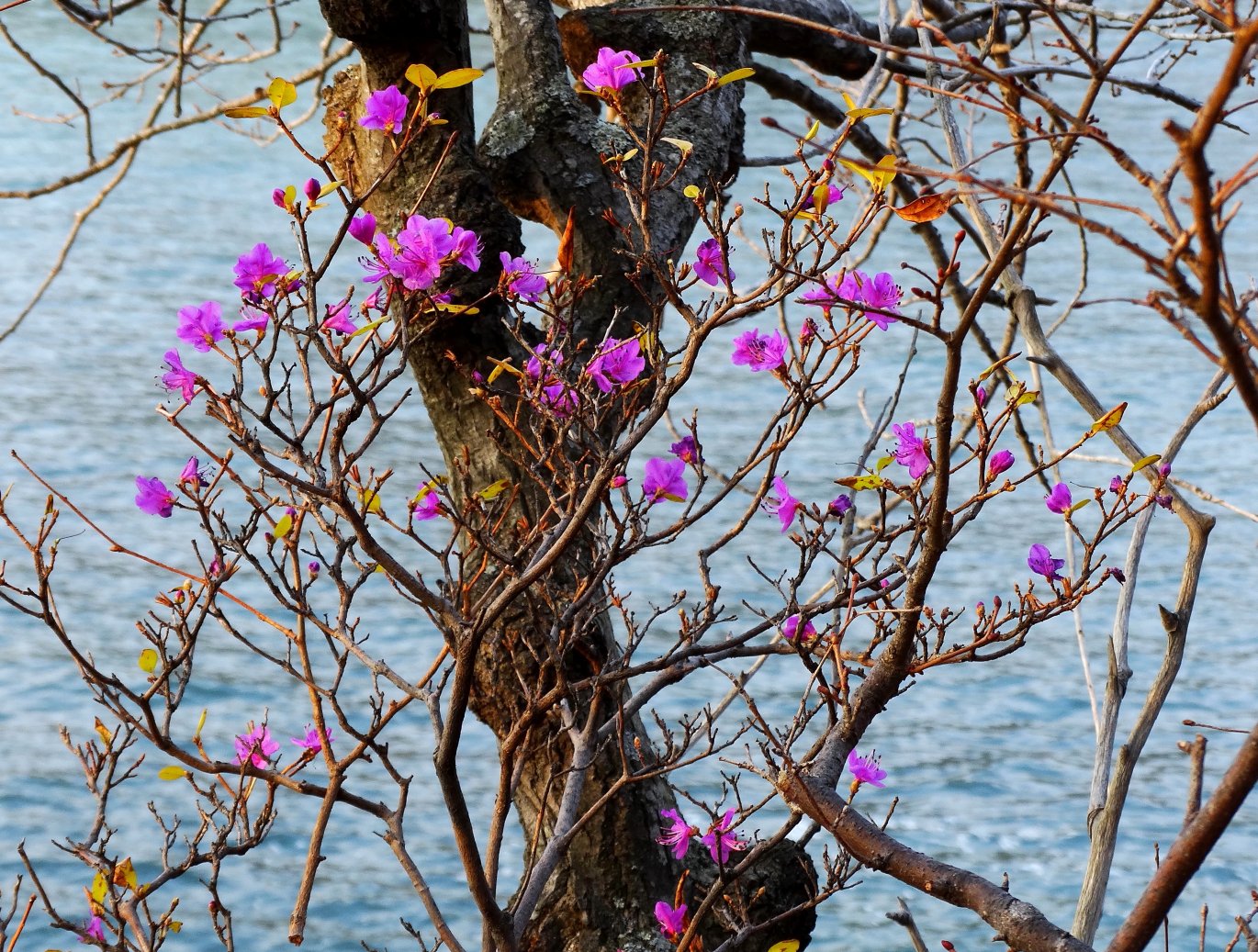 Image of Rhododendron mucronulatum specimen.