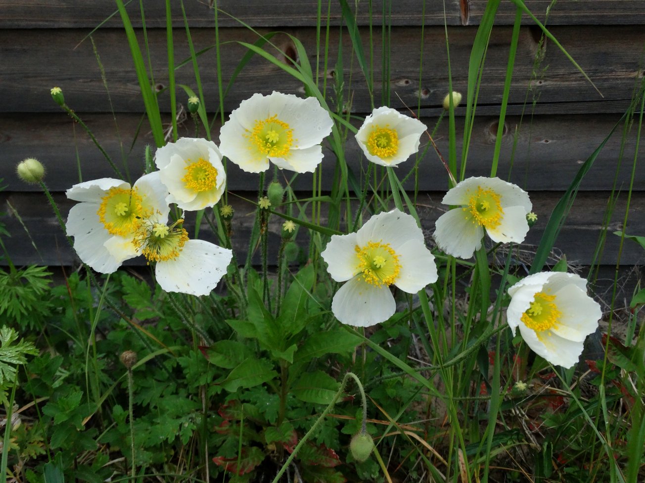 Image of Papaver anomalum specimen.