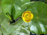 Nuphar lutea