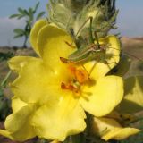 Verbascum ovalifolium