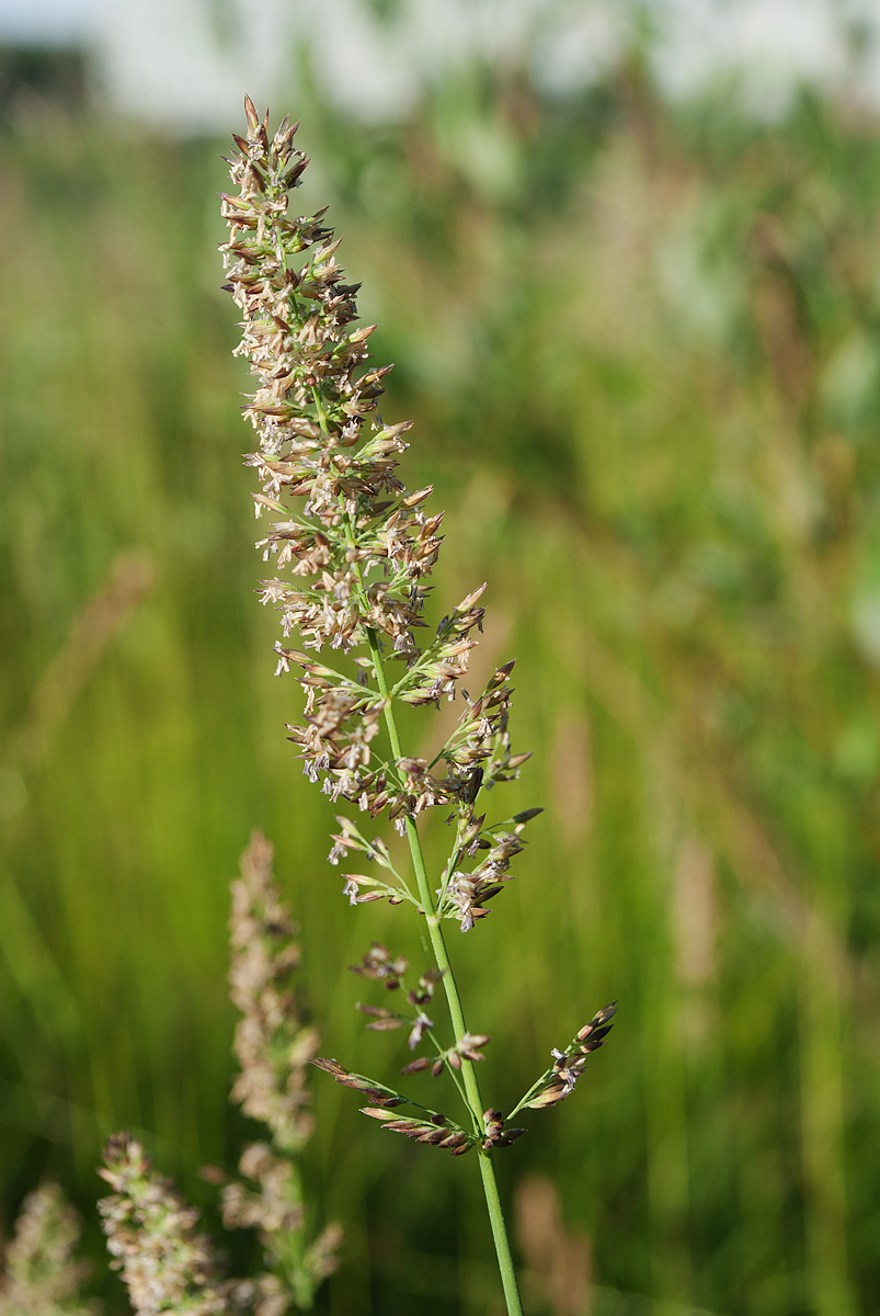 Image of Calamagrostis neglecta specimen.