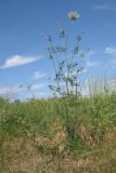 Daucus carota