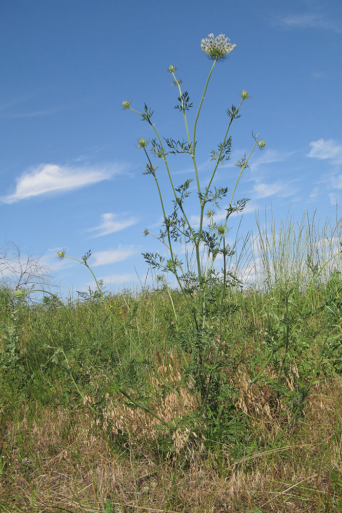 Image of Daucus carota specimen.