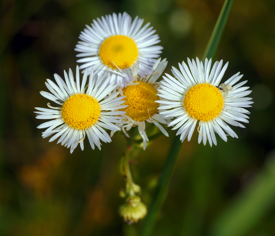 Image of Erigeron annuus specimen.