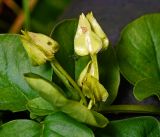 Lysimachia nummularia. Созревающие плоды. Московская обл., Раменский р-н, окр. дер. Хрипань, садовый участок. 19.07.2016.