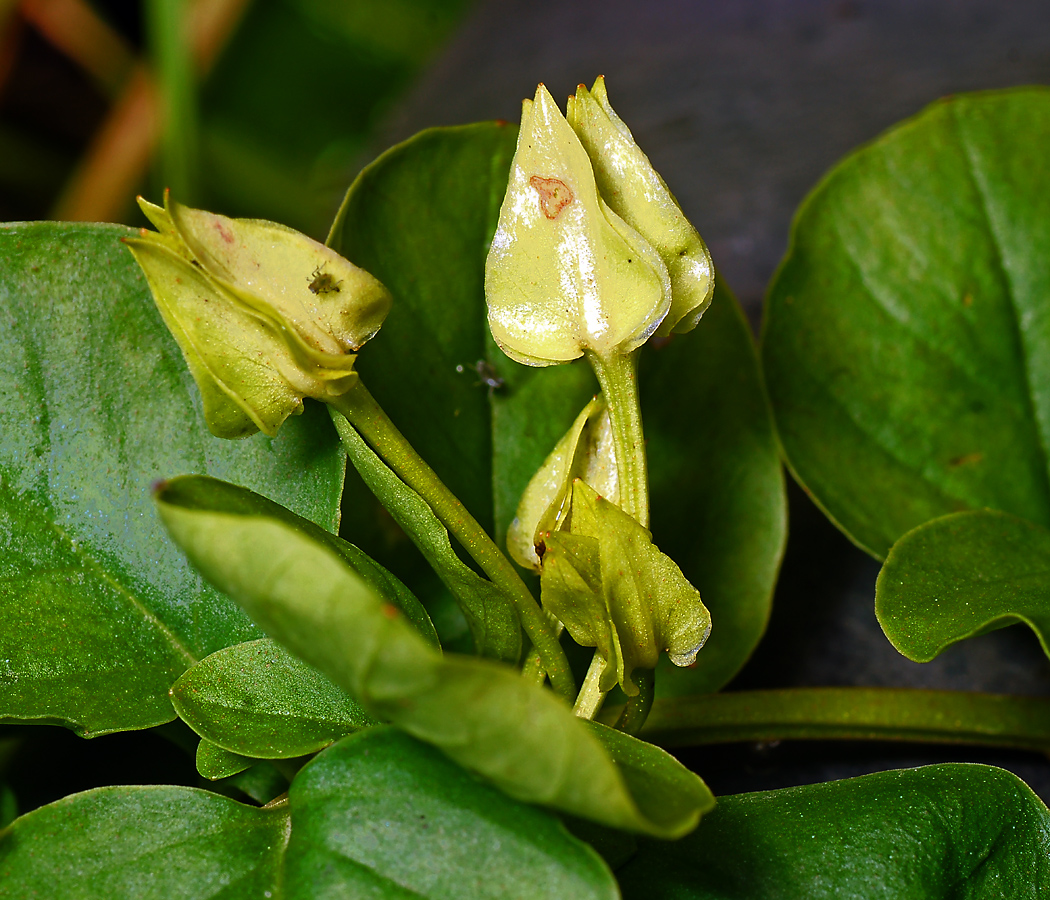 Изображение особи Lysimachia nummularia.