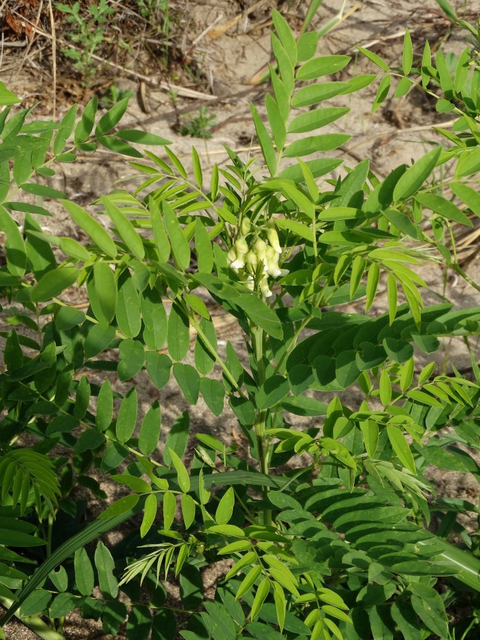 Image of Sophora flavescens specimen.