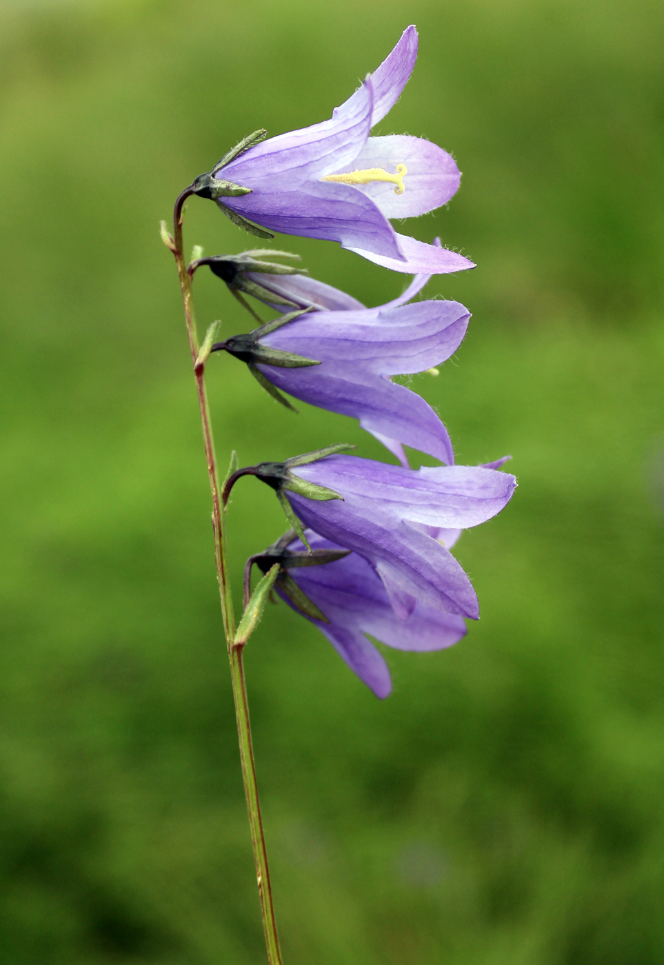 Изображение особи Campanula collina.