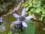 Swertia obtusa. Цветок. Республика Хакасия, Ширинский р-н, примерно в 23 км на запад от с. Беренжак, луг. 3 августа 2016 г.