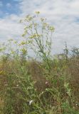 Senecio grandidentatus